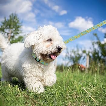 Amazon | azuza 犬 首輪 リード セット 丈夫 調節可能 Dリング