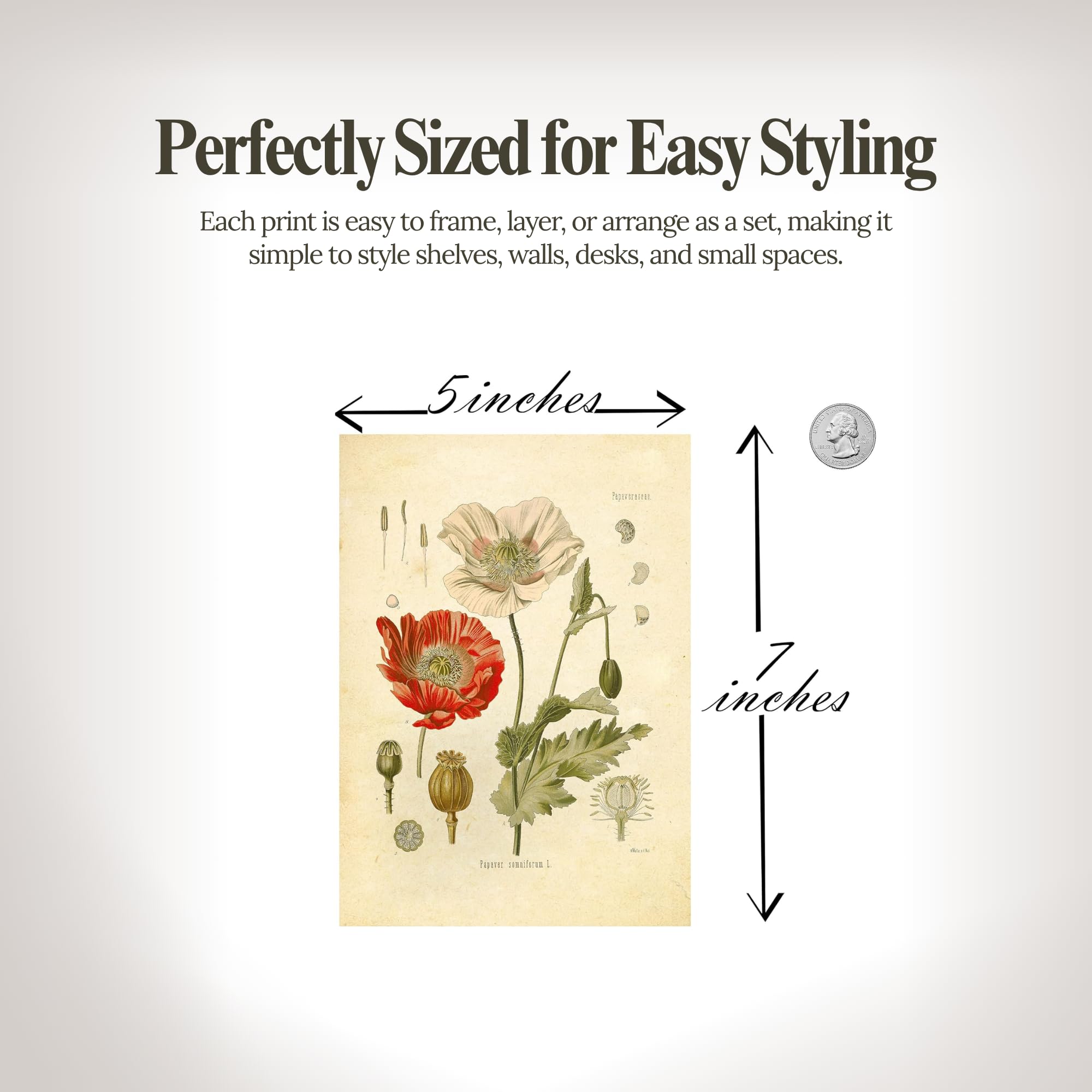 Amazon.com: Vintage Botanical Prints | Wildflower Art Prints
