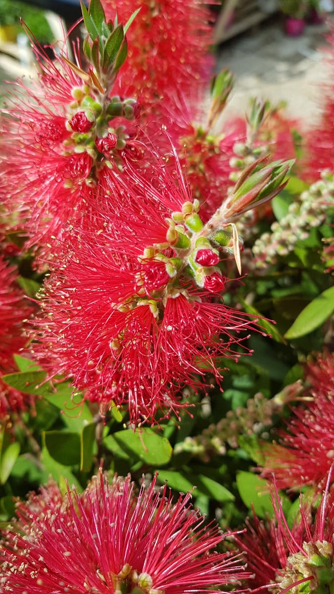 Callistemon laevis/Rince bouteille/Conteneur de 3 à 4 litres