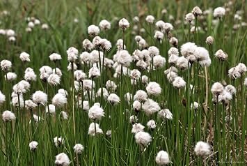 25 Tawny COTTONGRASS Flower Seeds Eriophorum Virginicum Hares Tail Cotton Grass