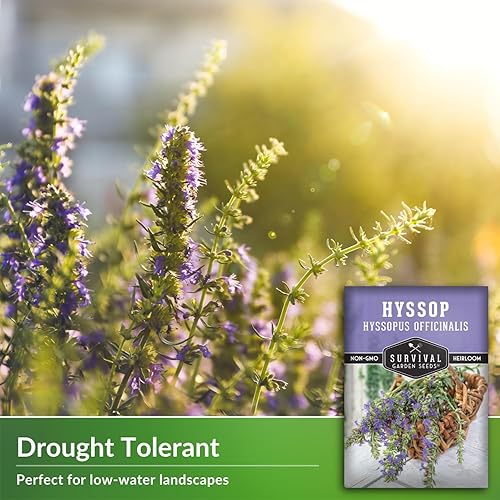 Miniatura 3 de Semilla de hisopo para plantar, 1 paquete con instrucciones para plantar y cultivar Agastache en tu jardín de hierbas casero, variedad de reliquia