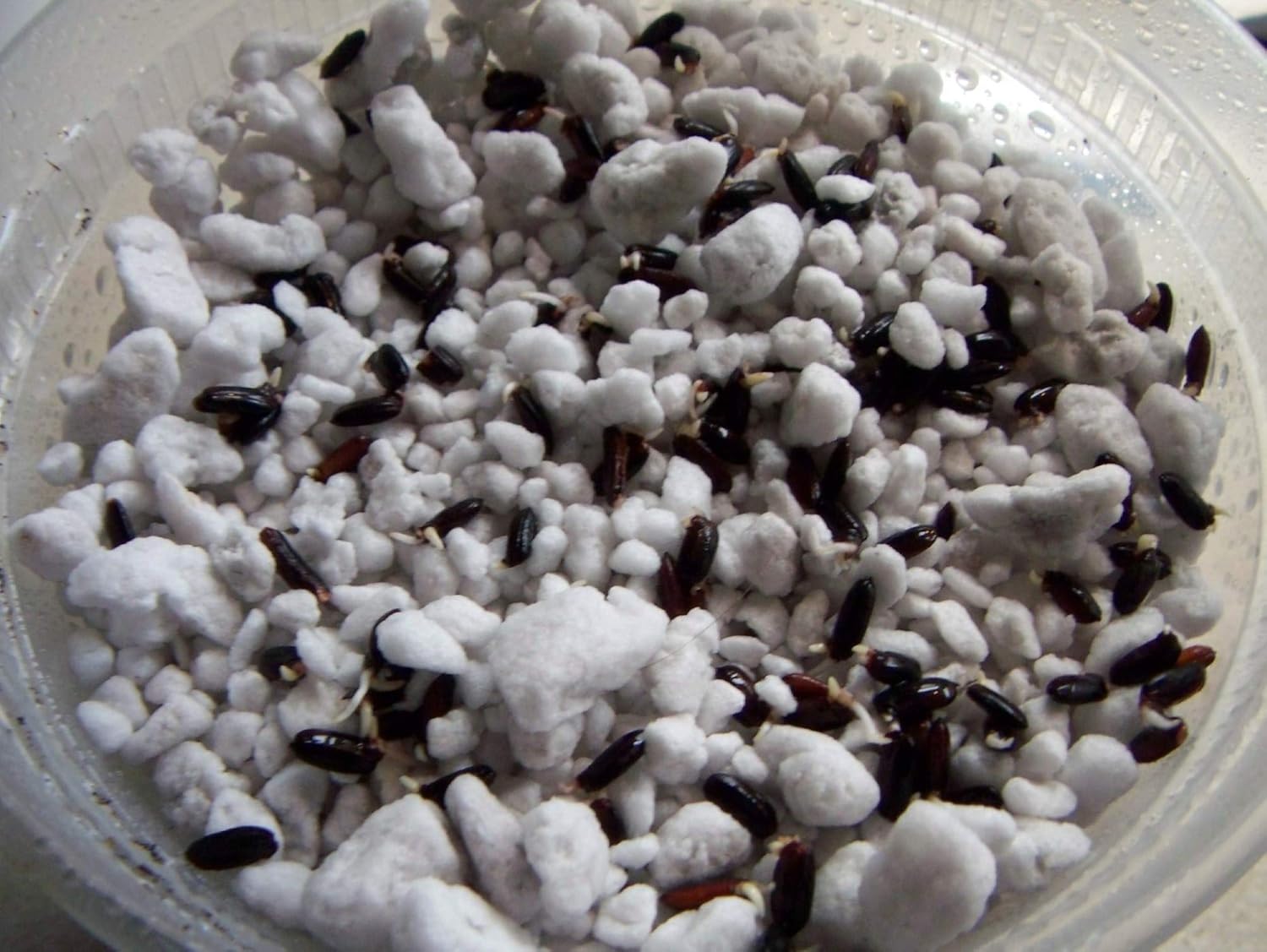 Black Rice 500 Seeds Forbidden Nutty Flavor Easy to Grow Organic Plants viable!