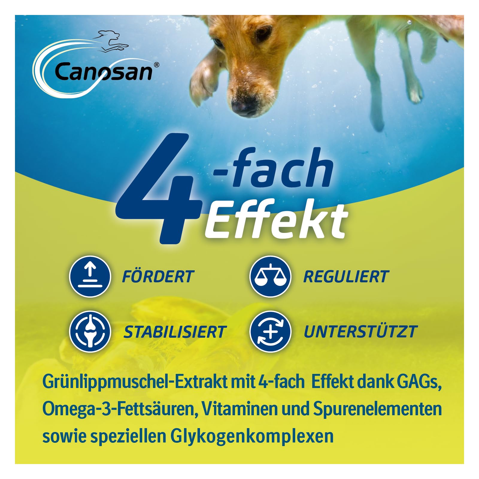 CANOSAN Gelenk Kautabletten 2x30 STK. für Hunde - Grünlippmuschel | Original Gonex - zur Unterstützung von Gelenken & Beweglichkeit