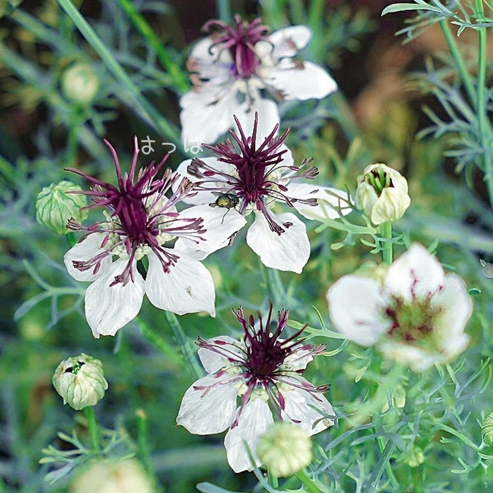 Amazon.co.jp: nige84 花の種 ニゲラアフリカンブライド 30粒