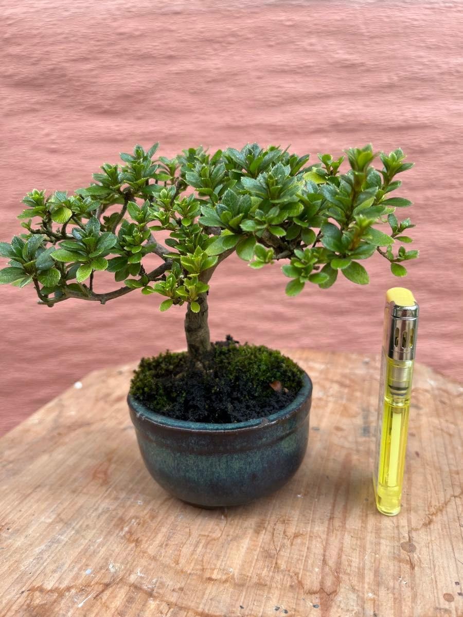 山柴楓(ヤマシバカエデ)盆栽 SS009 山柴楓(ヤマシバカエデ)盆栽 山柴楓(ヤマシバカエデ)盆栽 SS009 山柴楓(ヤマシバカエデ)盆栽