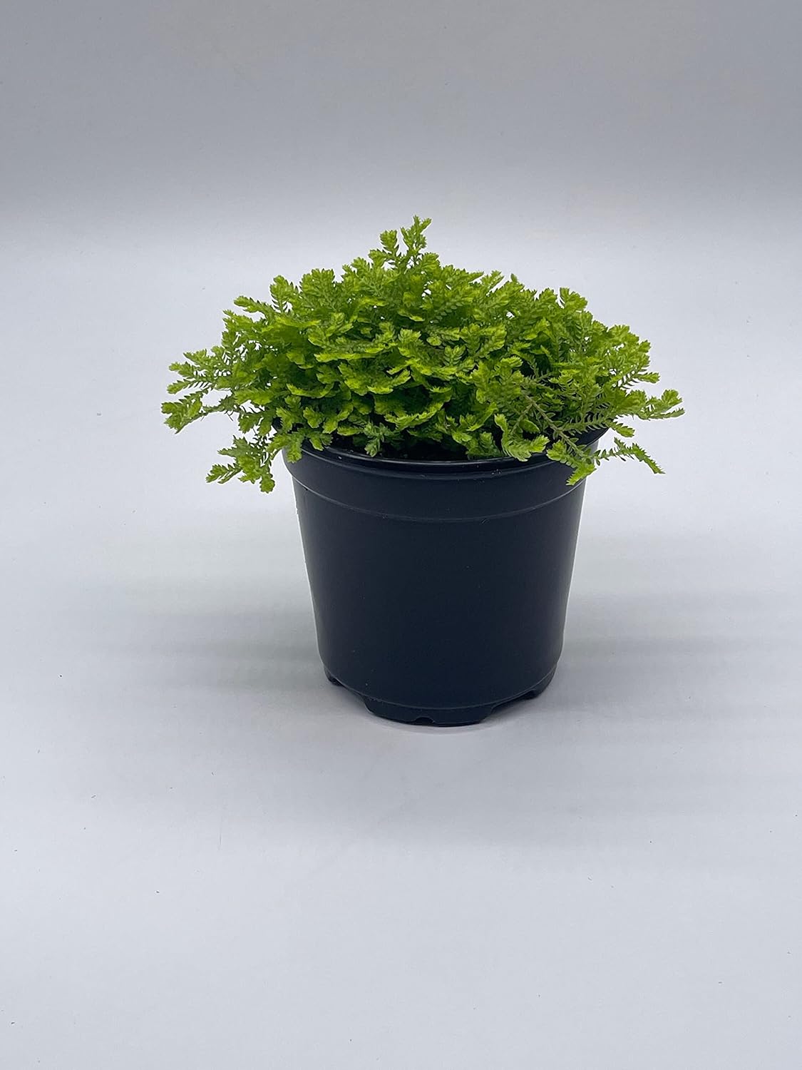 BubbleBlooms Garden Selaginella in a 4 inch Pot Gold Club Moss, Golden kraussiana