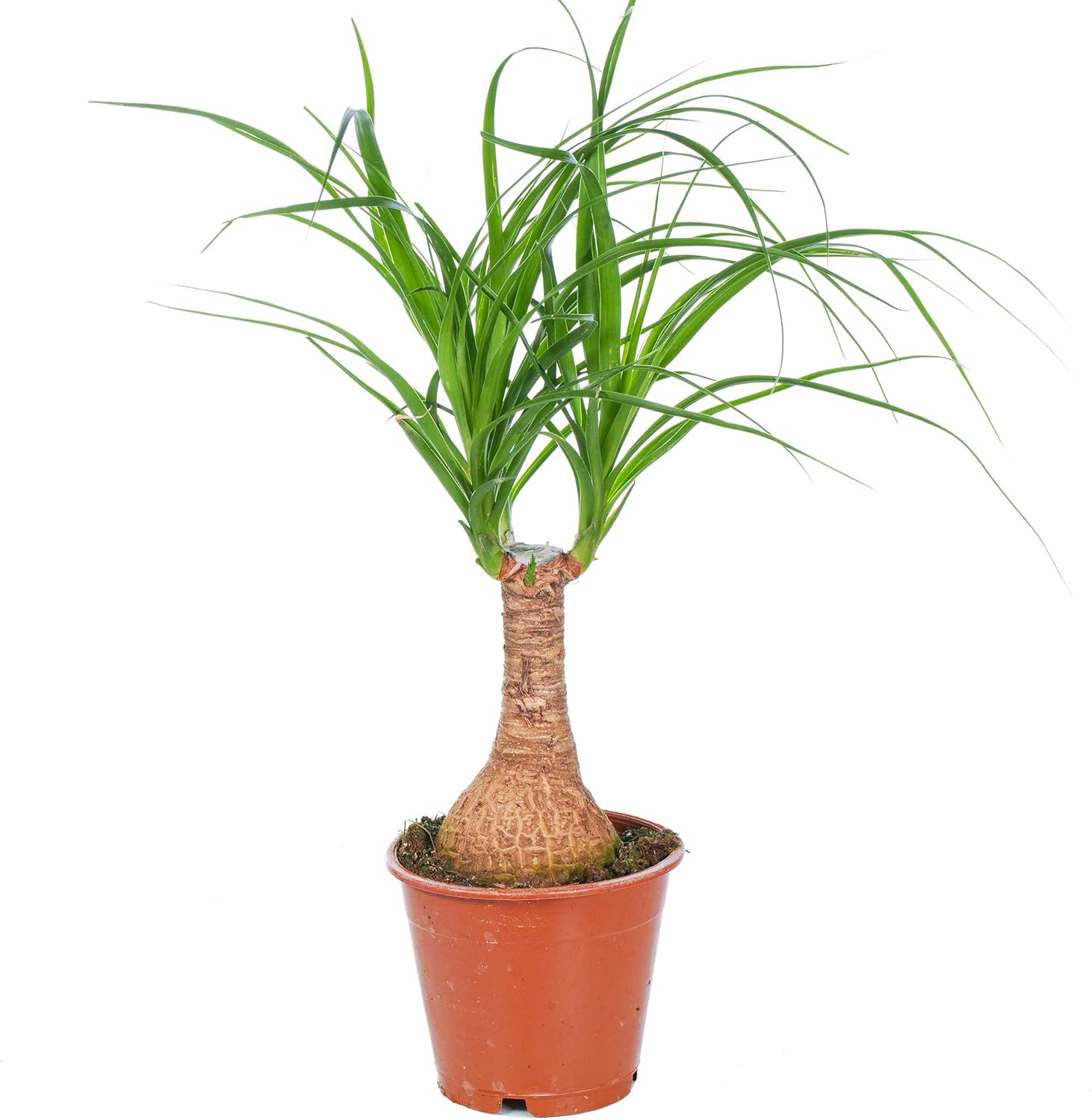 Beaucarnea Elefantenfuß