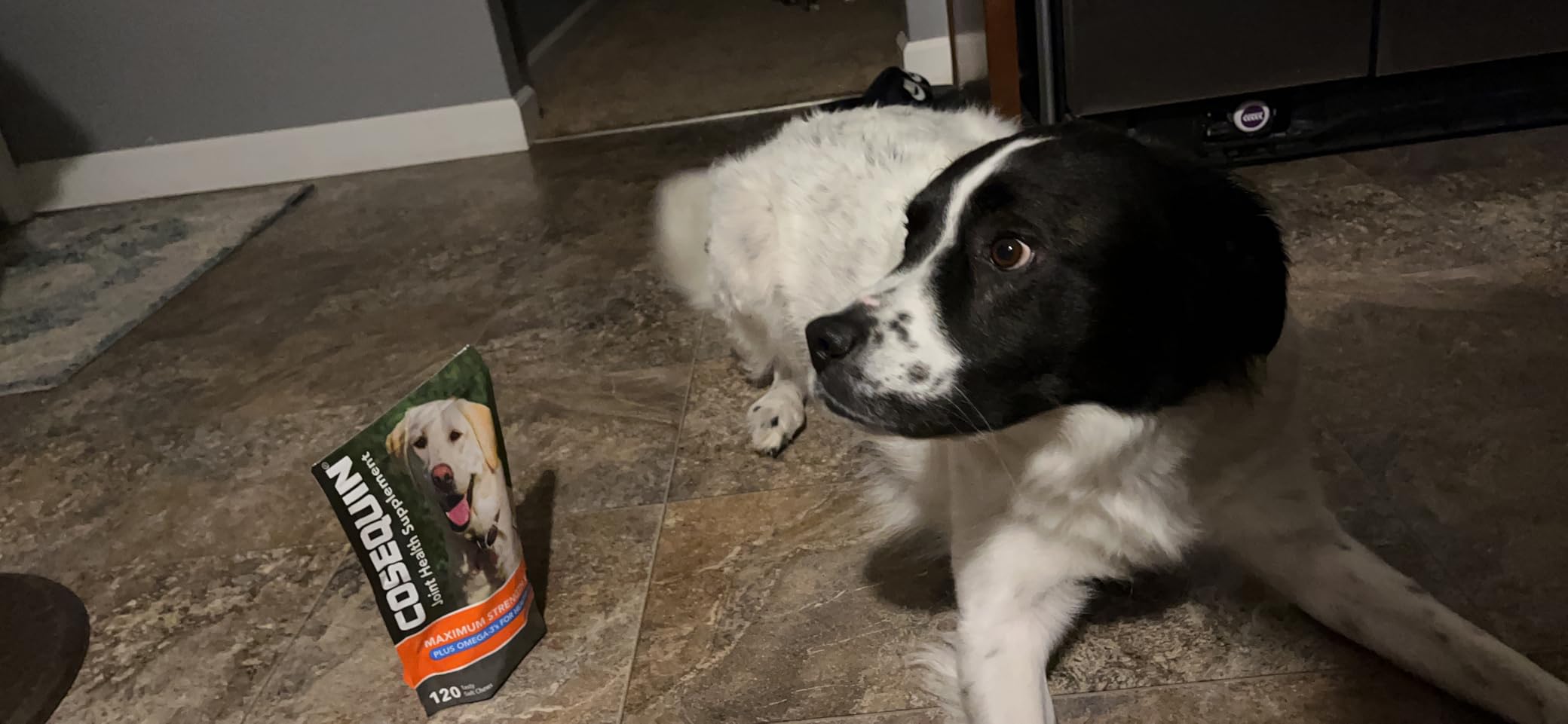 Nutramax Cosequin for Dogs Joint Health Supplement, Contains Glucosamine, Plus Chondroitin, MSM and Omega-3s, Supports Joint and Skin and Coat Health, Soft Chews, 120 Count photo review