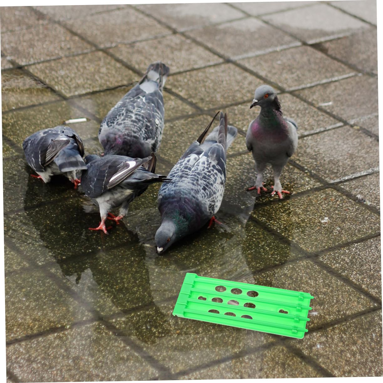 BESPORTBLE 16piezas Soporte para Anillos De Pies De Palomas Rack De Almacenamiento para Anillos De De Palomas Organizador Colgante De Bandas para Identificación De Aves