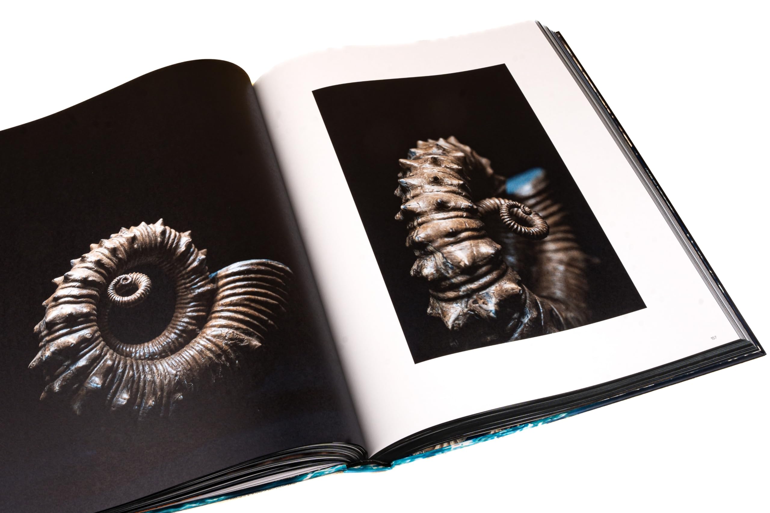 Ammonite Masterpieces - DEUTSCHE AUSGABE
