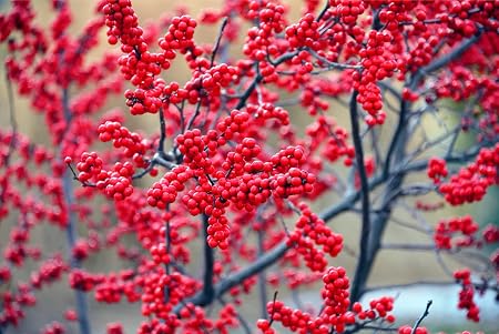 Common winterberry (Ilex verticillata)