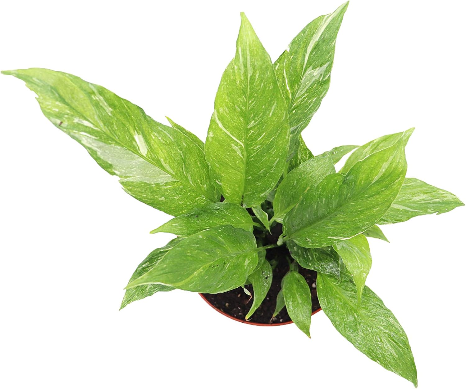 Spathyphyllium Domino - Variegated Peace Lily - 6" from California Tropicals