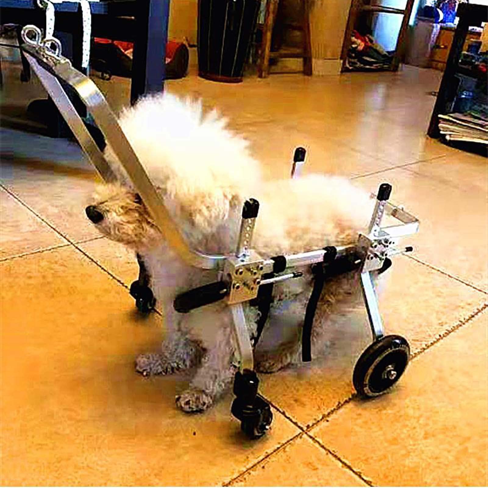 Buy BTAISYDE Pet Wheelchair Dog Stroller, Pet Disabled Wheelchair Dog