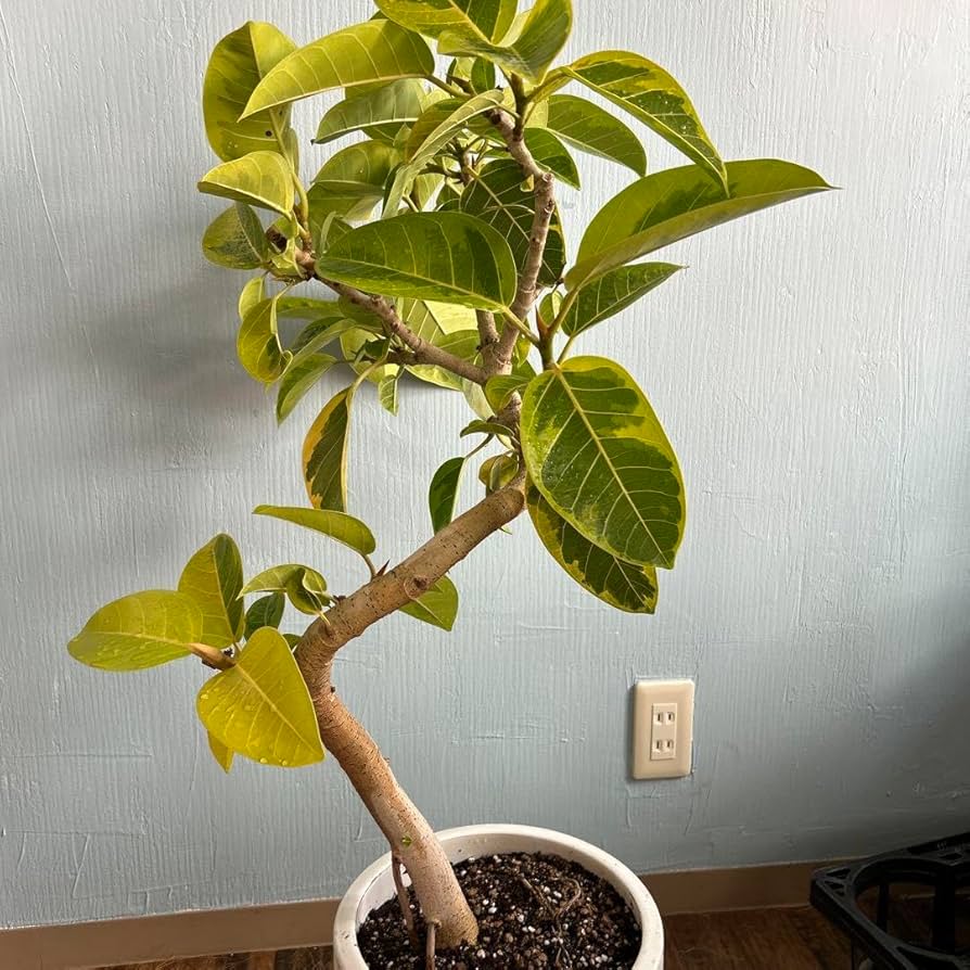 Amazon.co.jp: フィカスアルテシマ 実生極上株 螺旋状陶器鉢付き