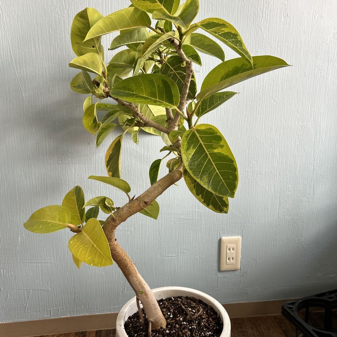 Amazon.co.jp: フィカスアルテシマ 実生極上株 螺旋状陶器鉢付き