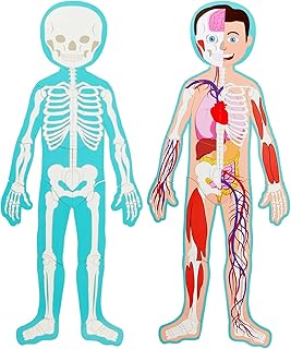 Blue Panda Interactive Magnetic Human Body Model - 3 ft, 17-Piece Double-Sided Anatomy Set for Kids - Human Anatomy with Organs, Educational Skeleton & Body Parts