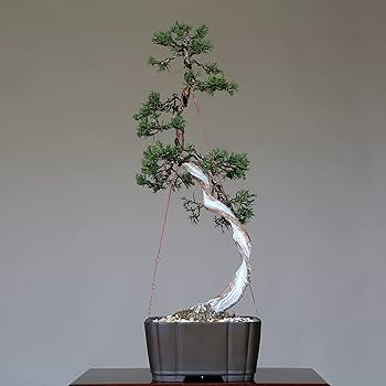 糸魚川真柏　文人木　模様木　樹齢40年　天ジン　サバ幹　ジンシャリ 糸魚川真柏 文人木 模様木 樹齢40年 天ジン サバ幹 ジンシャリ