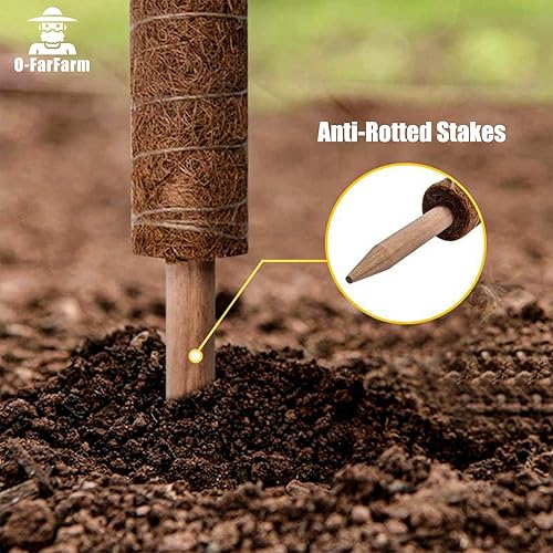 Miniatura 4 de O-FarFarm Poste de musgo para plantas trepadoras Monstera - 4 paquetes de 15.7 pulgadas de poste de coco para plantas de interior - Plantas de