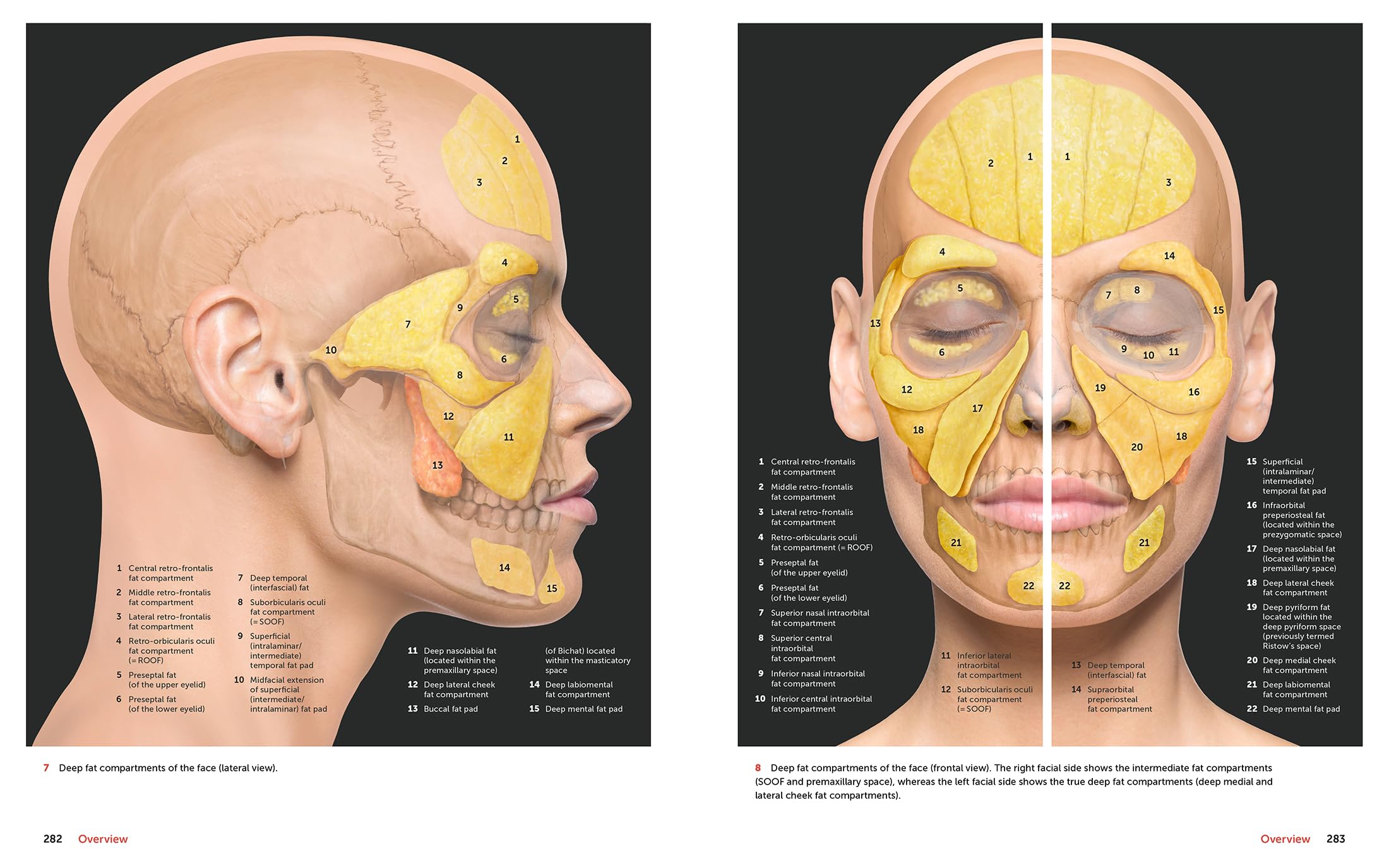 Facial Anatomy: Layer by Layer