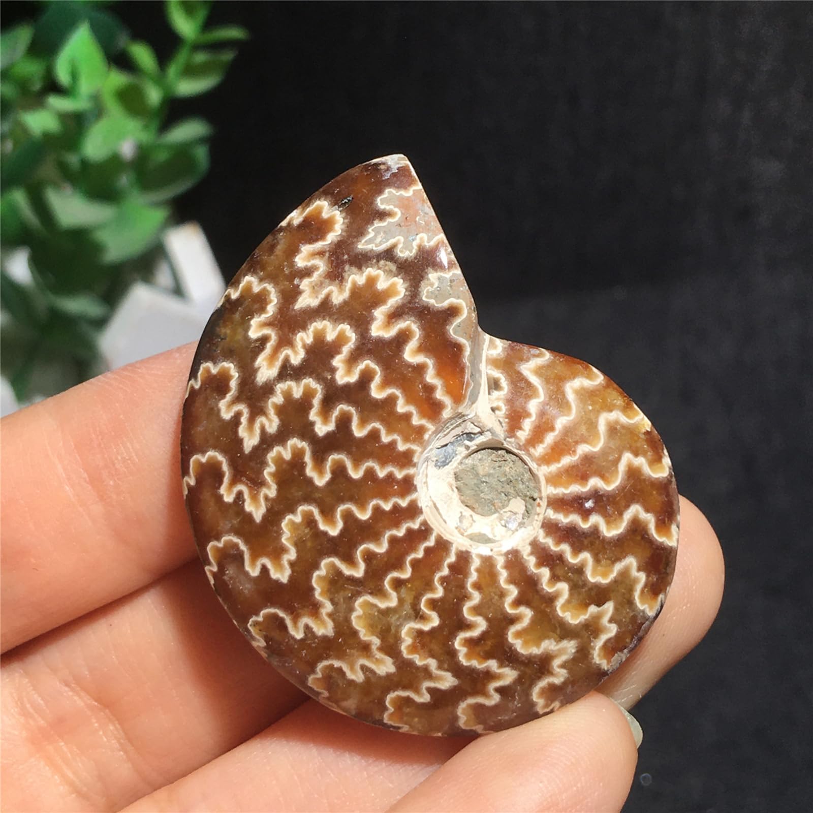 Specimen di Conchiglia Naturale Simile al Giada Fossile Paleontologico di Conchiglie per Collezioni di Fossili e Scopi Educativi 74mm