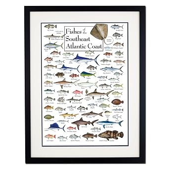 Earth Sky + Water - Fishes of the Southeast Atlantic Coast - Double-matted Posters with Black Frame