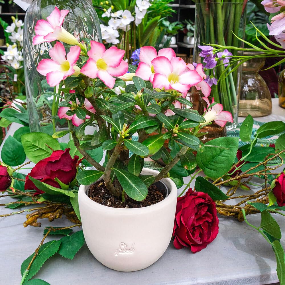 Rosa del Deserto Vera (Adenium Obesum) con Vaso in Terracotta FLOB – Pianta Viva Tropicale da Interno – Vaso 12 cm – Facile da Curare