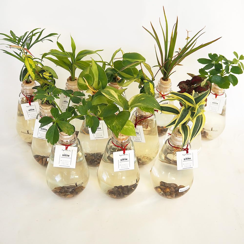 Amazon｜ITANSE 水耕栽培 観葉植物 品種おまかせ ドロップ瓶 1個