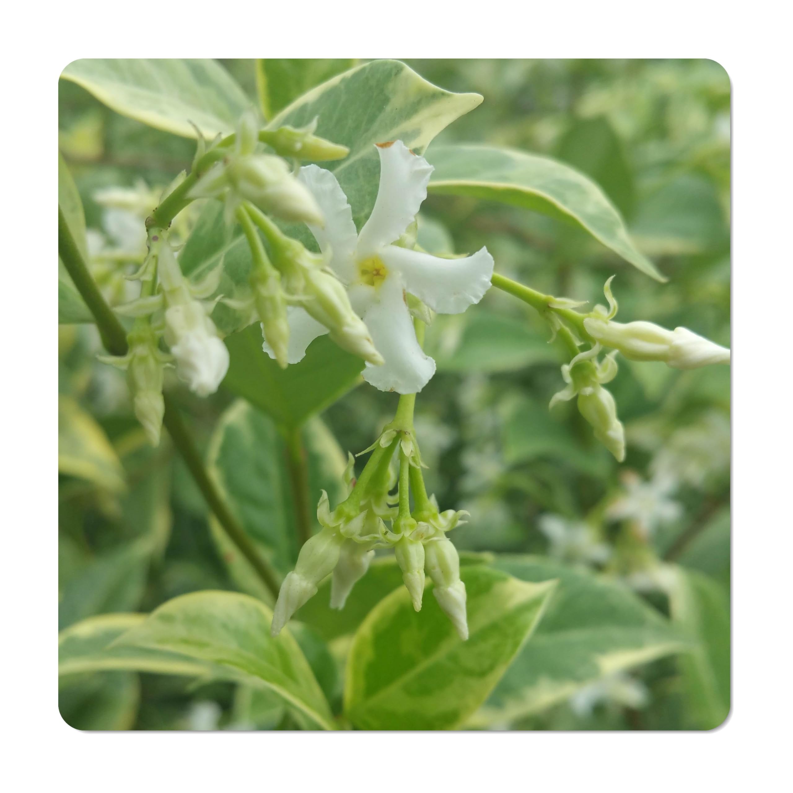 Amazon.com : Variegated Southern Jasmine Vine - Trachelospermum
