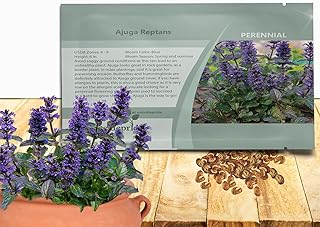 Ajuga Seeds – 200 Pcs. Perennial, Versatile & Low Maintenance, Ground ...