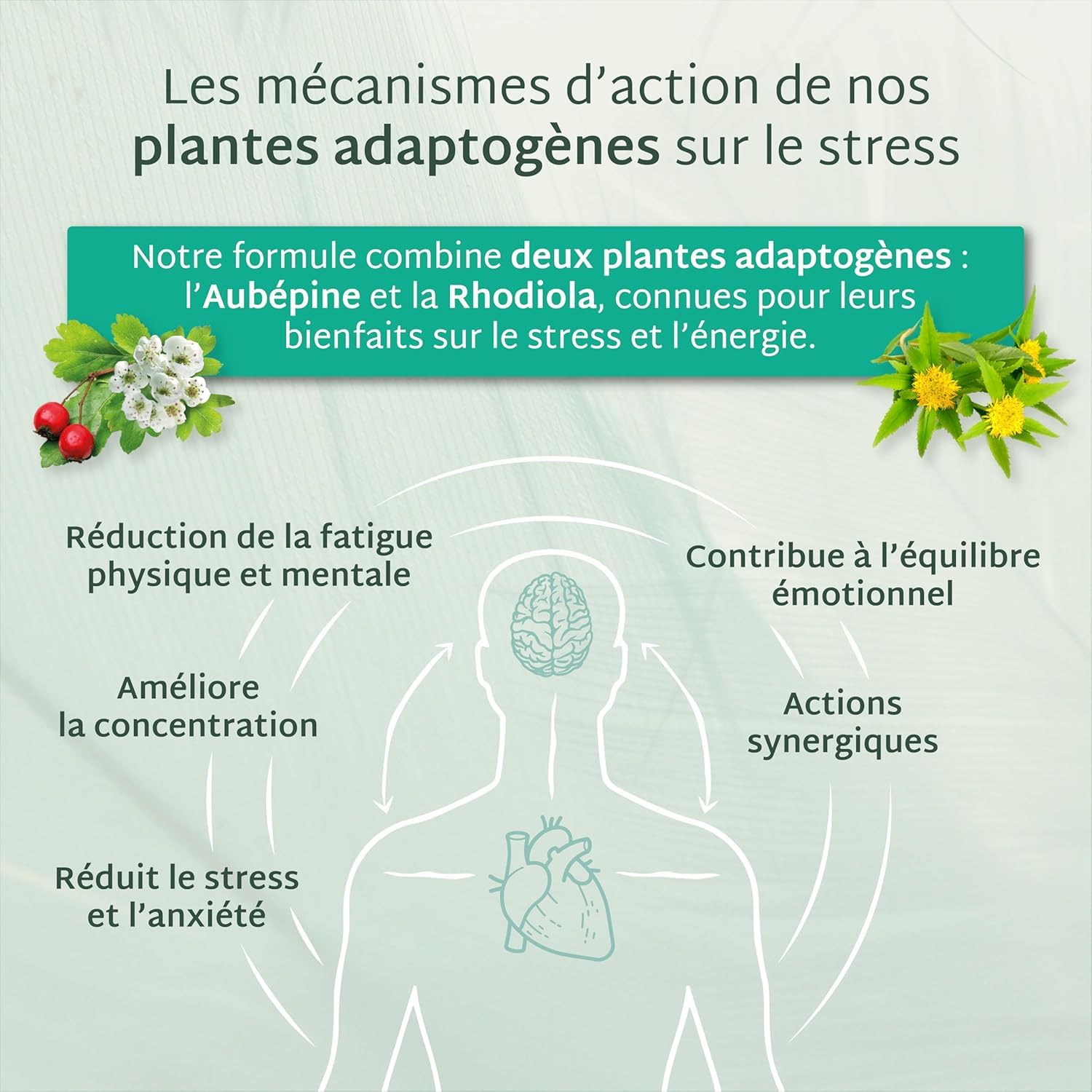 Mium Lab - Anti-Stress, Réduit la Fatigue Physique et Mentale - Équilibre nerveux - GABA + Plantes Adaptogènes (Aubépine & Rhodiola) + Vitamine B6 - Goût Pomme - Cure 21 jours - Fabriqué en France
