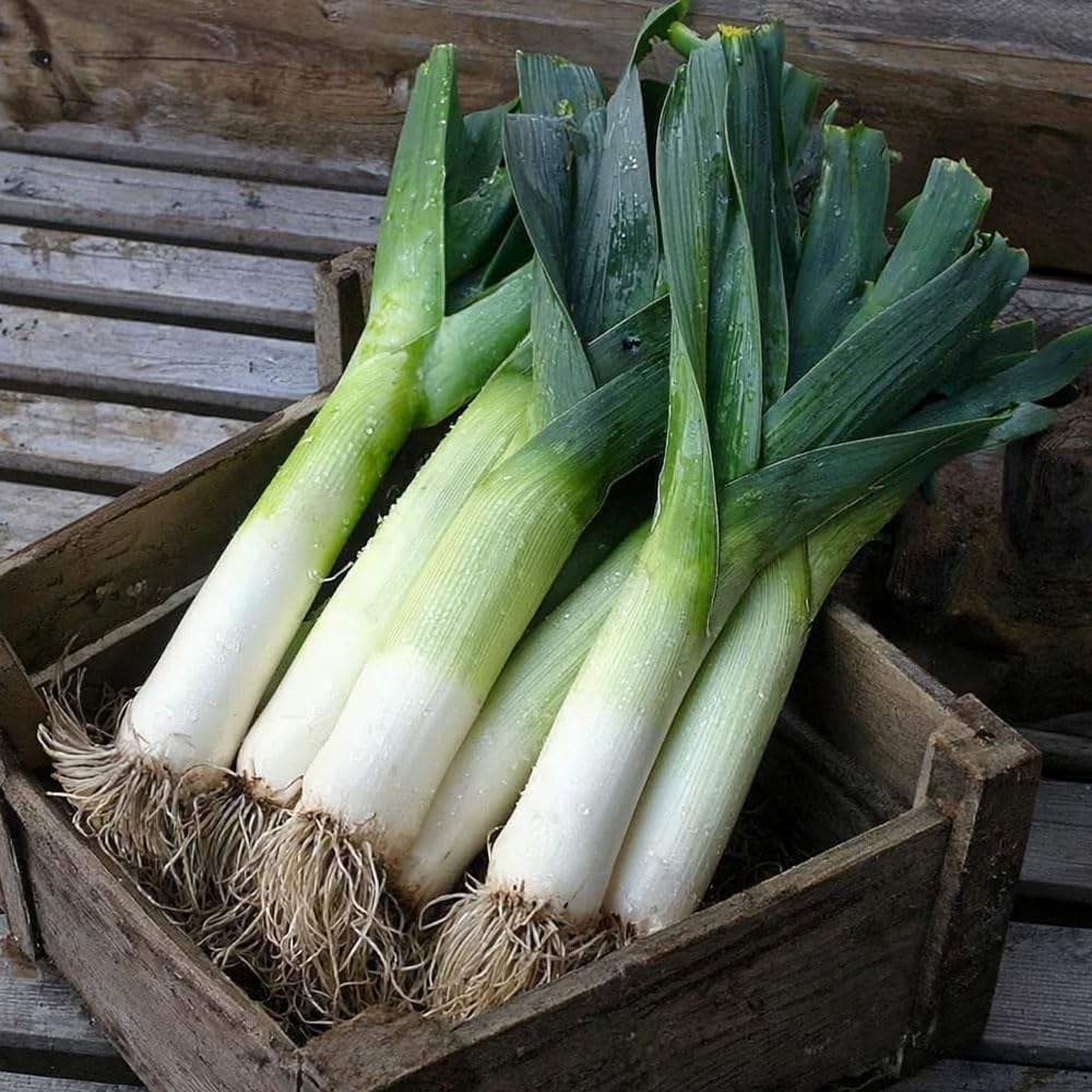 Leek Carentan 3 Organic Seeds – Organically Grown Seed, A Tasty, Winter Hardy Leek – for Your Beautiful Kitchen Garden