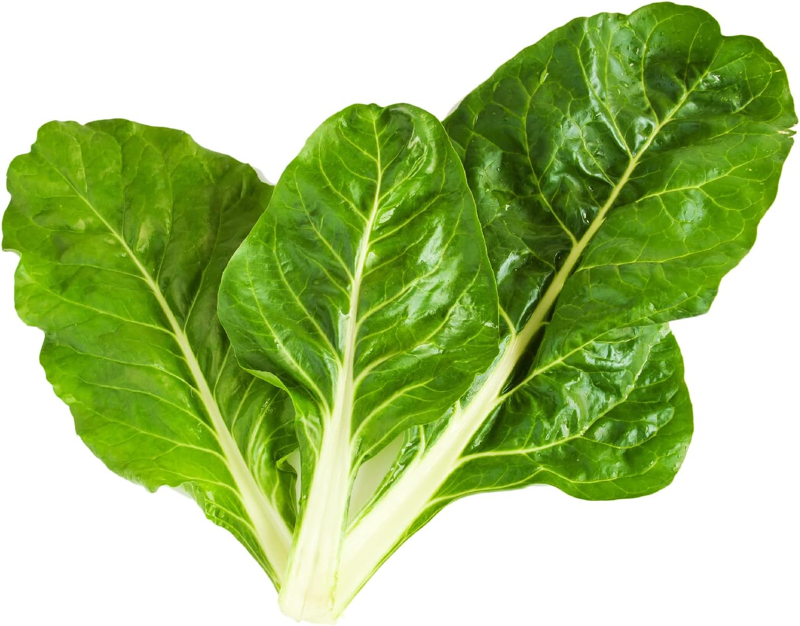 Organic Vegetable - Beet Leaf Swiss Chard - 280 Seeds