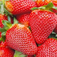 15 Albion Strawberry Plants Heirloom Quality