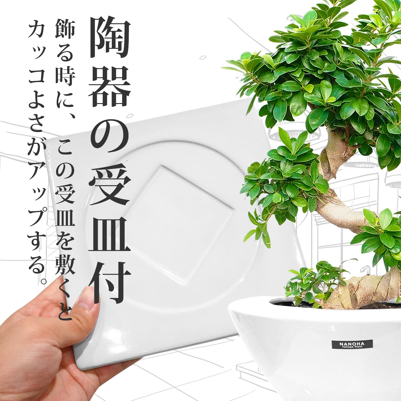 Amazon｜ガジュマルS字 平鉢陶器植え込み 育てやすい大型サイズ 7号 高