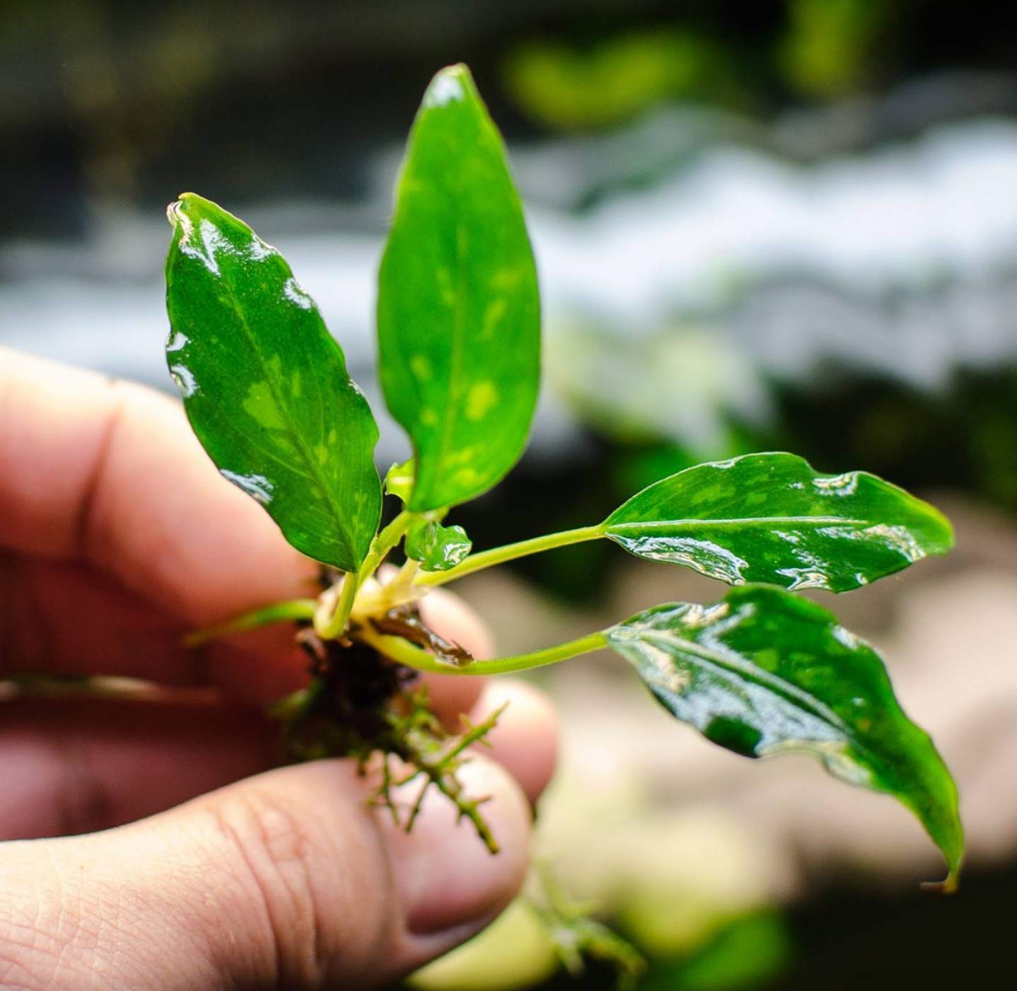 Amazon.com: Piptospatha Ridleyi Potted Live Aquarium Plant Rare
