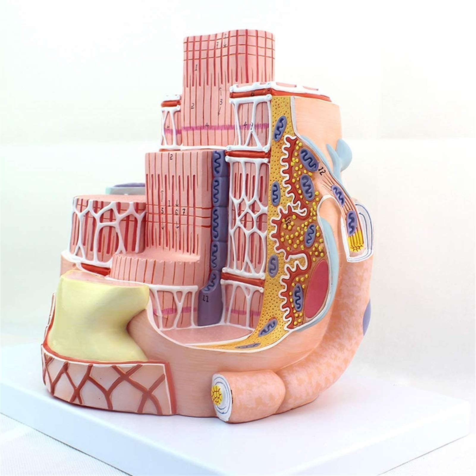 Anatomia człowieka - mikroskopijny model anatomiczny włókien mięśni szkieletowych - powiększenie 40 000 x pomoc edukacyjna medyczna, zestaw naukowy