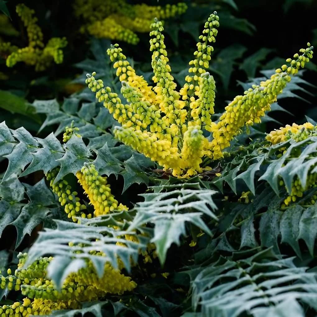 Mahonia Media Evergreen 9cm Pot - DensePrivacy Shrub Plant Outdoor Landscaping Garden Decoration Yellow Flower (3 Plants)