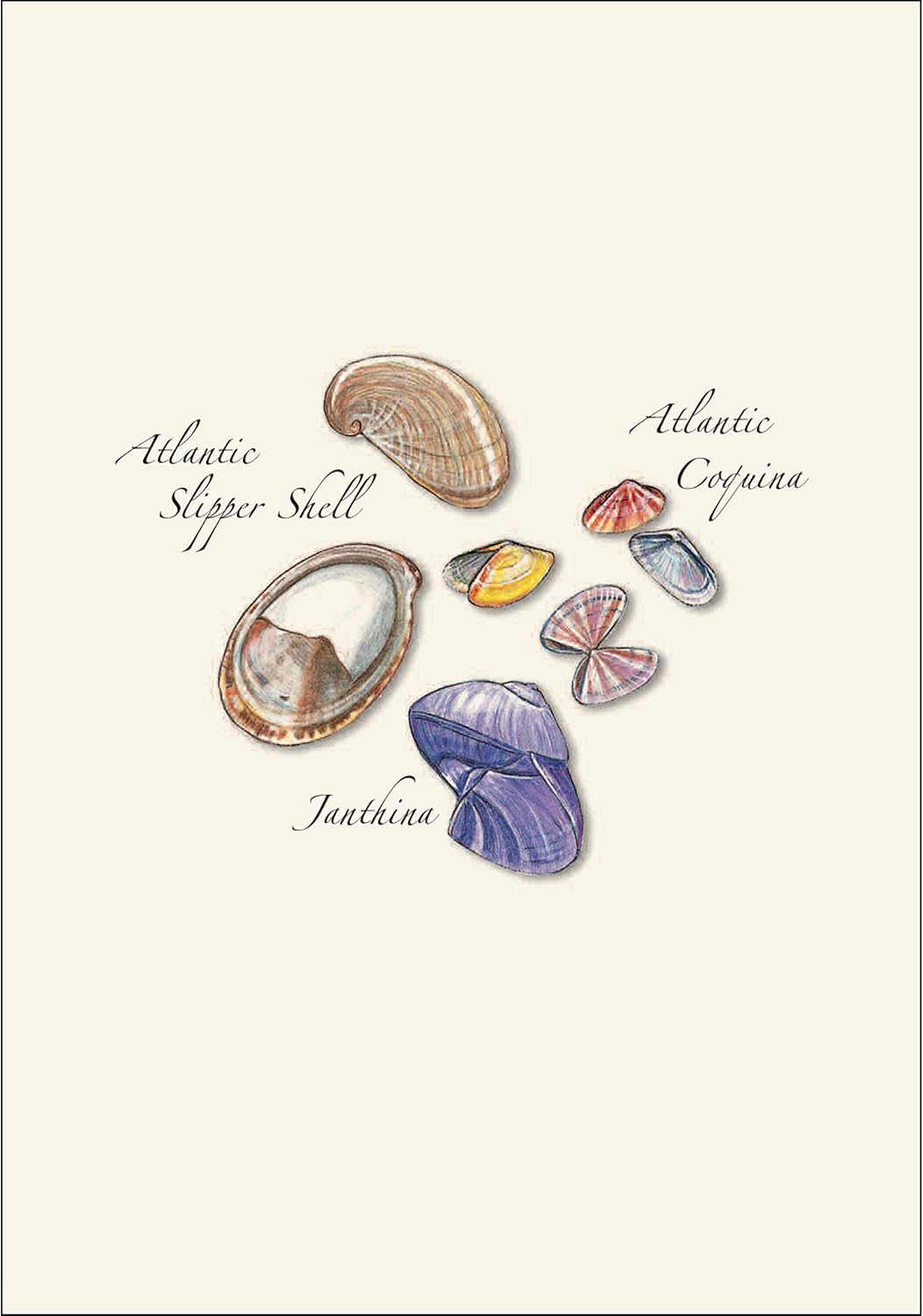 Earth Sky + Water - Seashell Assortment Notecard Set - 8 Blank Cards with Envelopes (2 each of 4 styles)