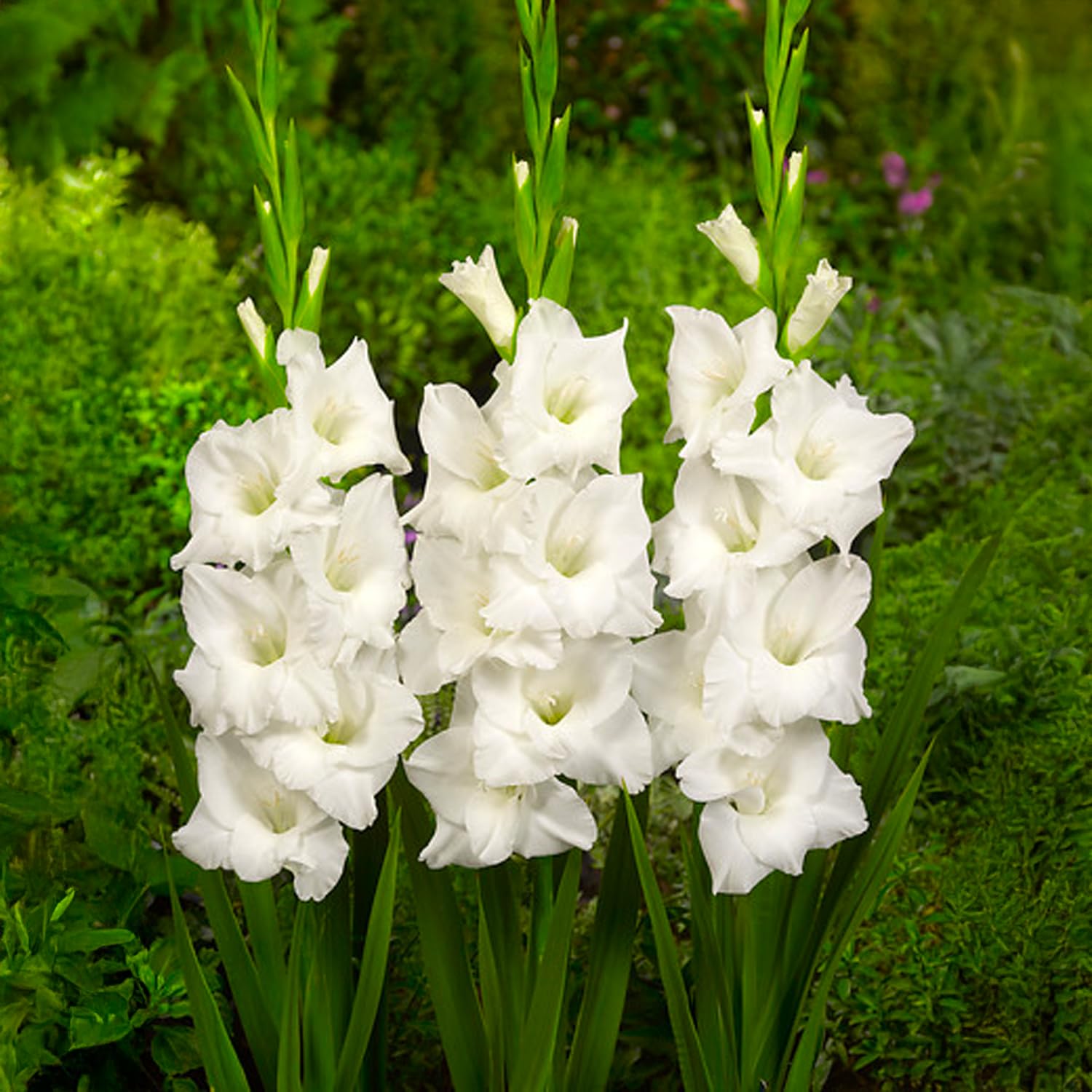10 Orange Gladioli