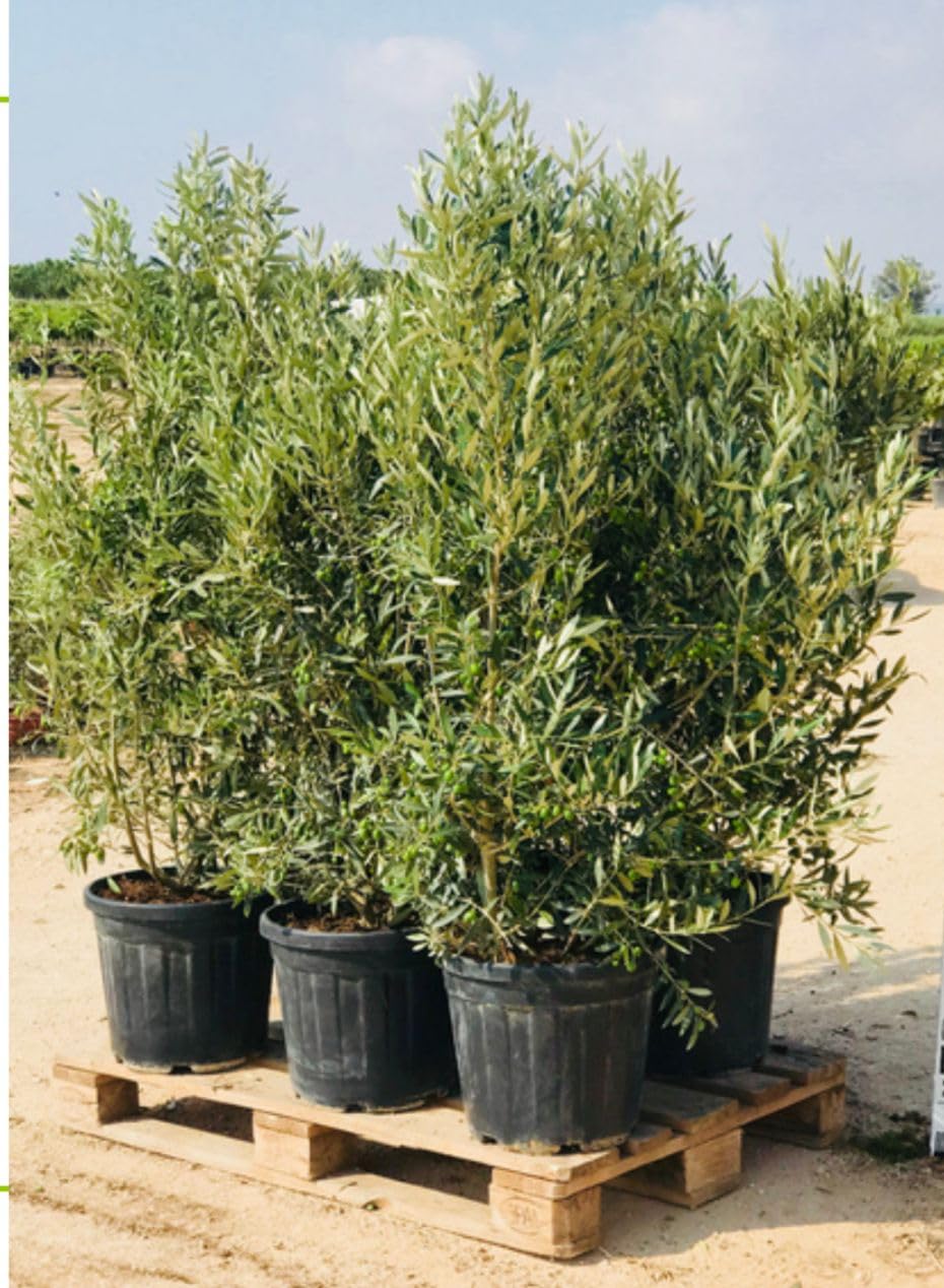 Olea Europea Drzewko Oliwne Lechín Mrozoodporne 140-160cm Krzew