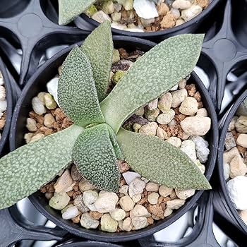 リネア@プロフ有り Amazon｜【植物】鉢植え アロイノプシス・ルブロリネアータ 花錦