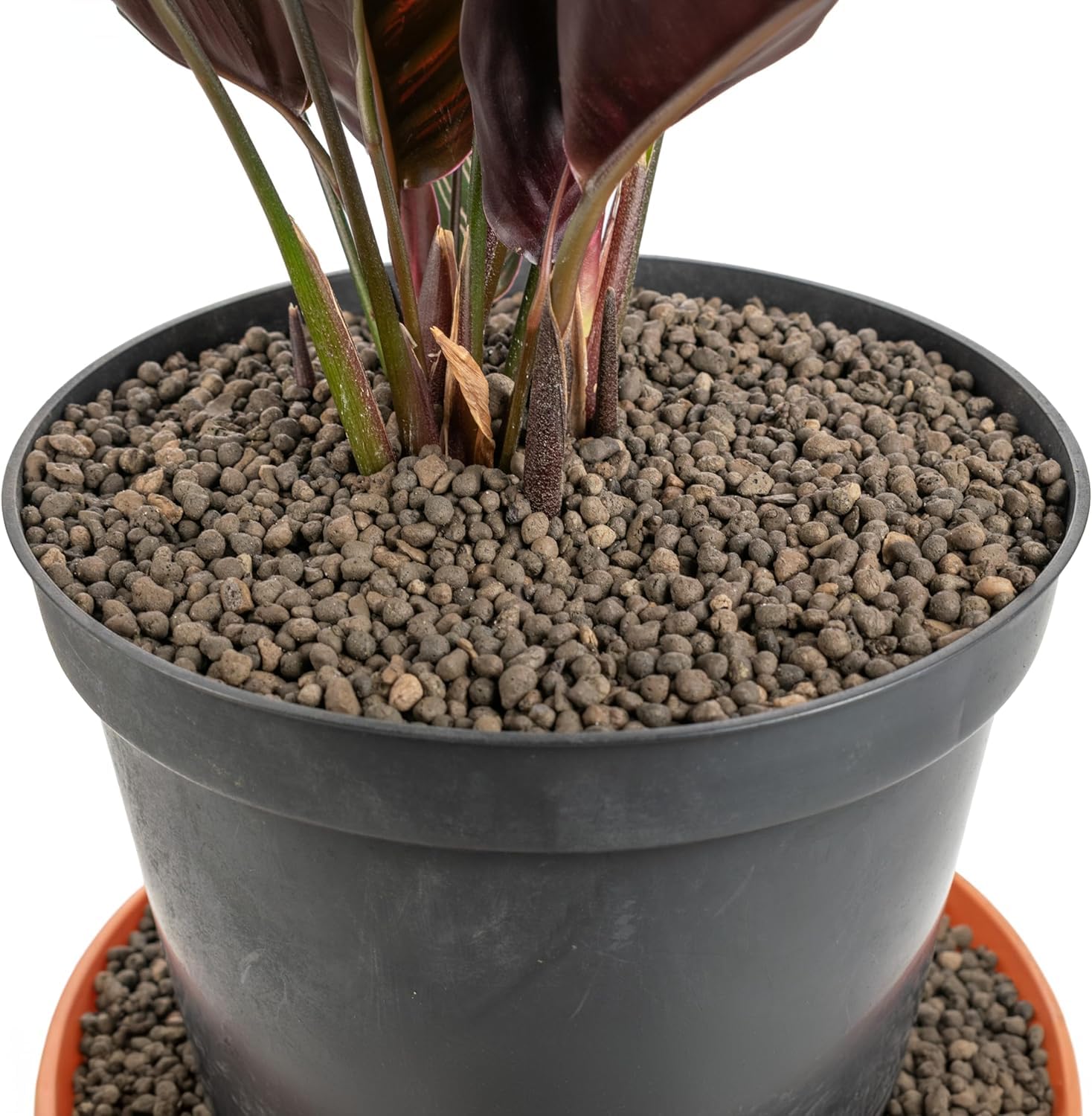 Advanced Farming Premium Clay Pebbles For Plants: Multipurpose Growing Medium for Gardens, Hydroponics, and Green Roofs, Pots Drainage, Orchids, Terrariums, Water Beads (20ltr)