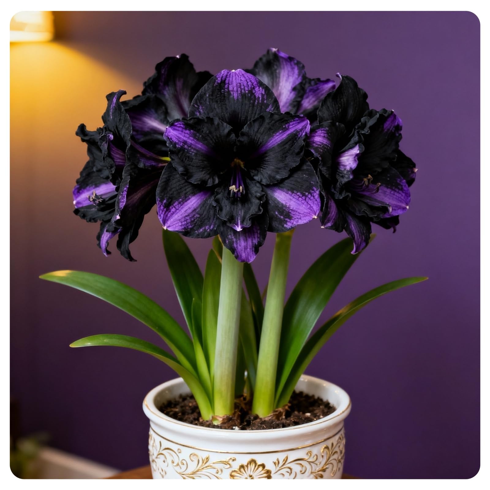 Amaryllis for Planting Now UK Ornamental Excellent Perennial Display Bulbs Good for Containers Natural Organic Greening Flower Easy Plant Unique-2bulbs-B
