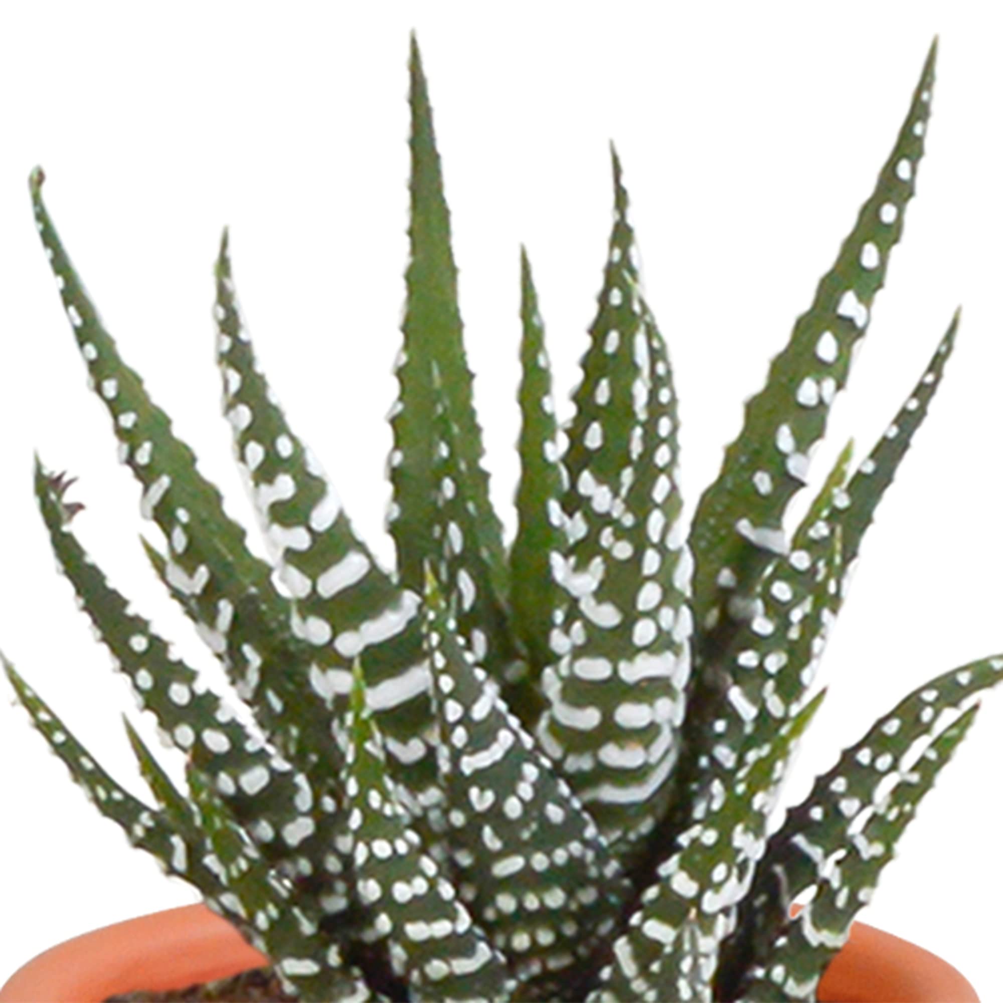 Mix di Cactus e Succulente Vere, da Interno, Assortiti, 5.5 cm, 15 Pezzi