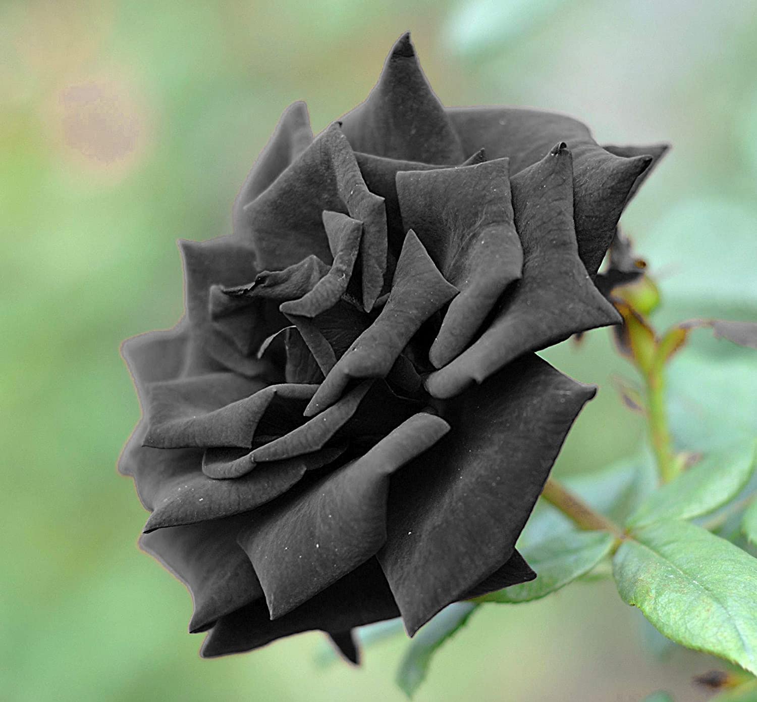 M Roes Rare Exotic Flower Seeds For Garden Potseed . Rare Rose Black Rose ...