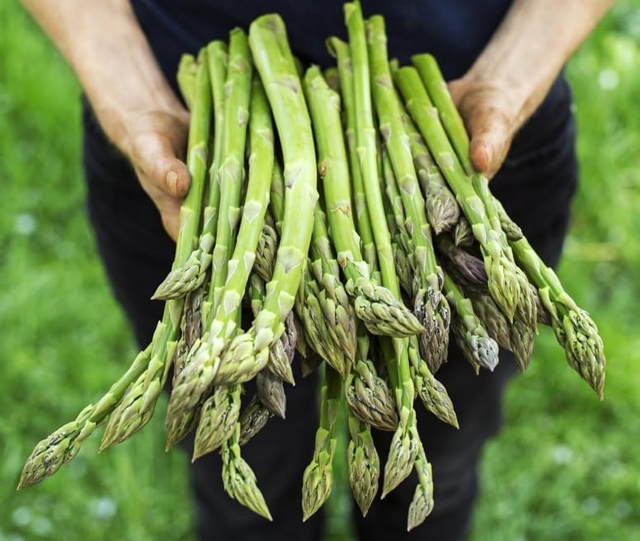 Jersey Giant Live Asparagus Bare Root Plants - 2yr Crowns - Grow Giant Asparagus (20 Plants)