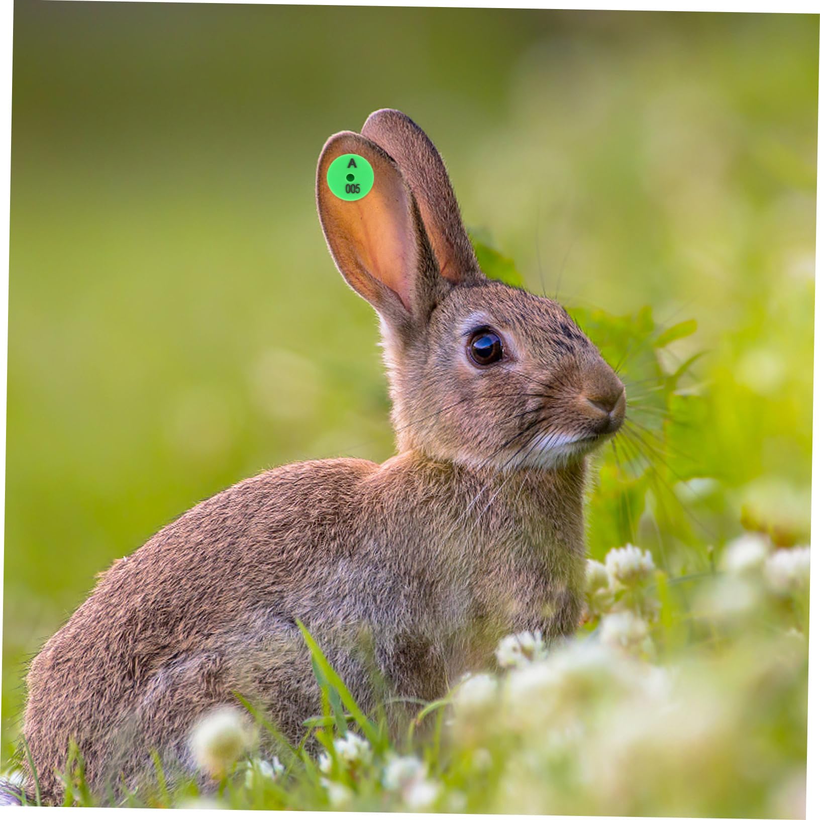 Etichette Auricolari Numerate con Colori Vivaci Resistenti Agli Urti 100 Pezzi per Identificazione in Allevamenti e Monitoraggio Bestiame per Conigli e Piccoli Animali
