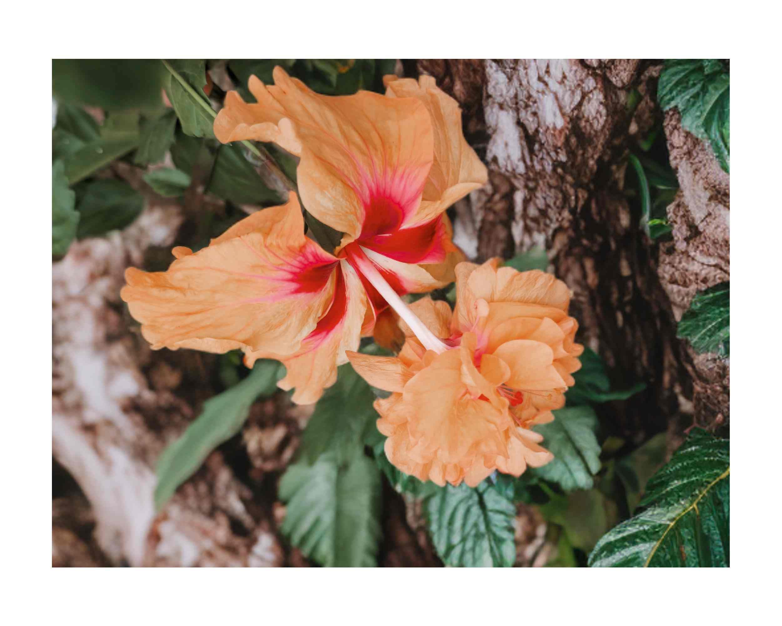 Peach Lions Tail El Capitolo Sport Hibiscus