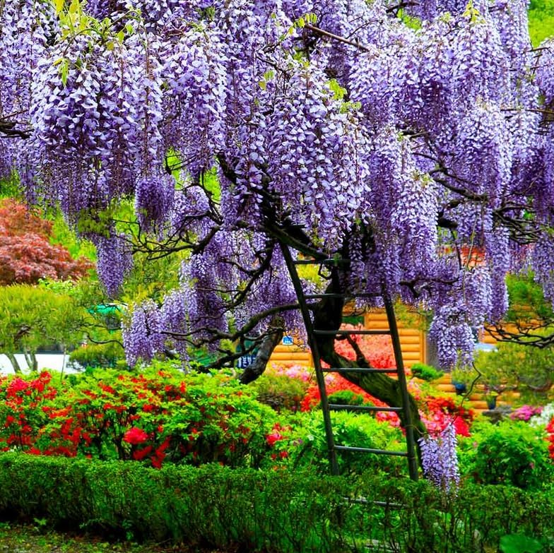 Violet-Purple Chinese Wisteria Tree - 8-16" Tall Live Plant - Quart Pot - Blue-Violet Flowering Wisteria Seedling - Fast-Growing - Wisteria sinensis