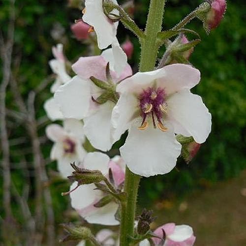 Miniatura 2 de CHUXAY GARDEN Verbascum Blattaria Seed - 50 semillas de polilla gordolobo flor encantadoras flores blancas atraen mariposas y abejas añadiendo un